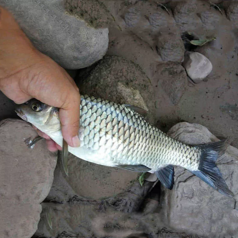 Qingbo fish fry, Chinese barbed barb, black-scaled green plate, freshwater green bamboo army fish, cultured fish fry, large fish, edible fresh