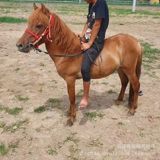 小矮马什么价位 德保属于哪里的品种 小朋友骑乘的矮马