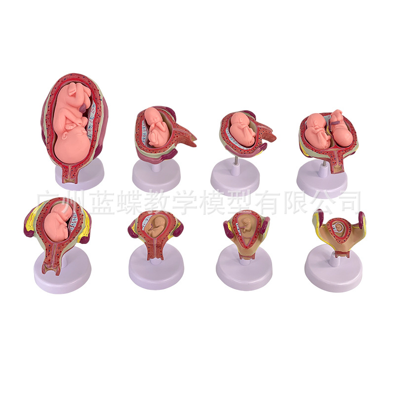 ��ѧ�������﷢������ģ����̥�ƻ�����̥�����������ӹ�����ģ��