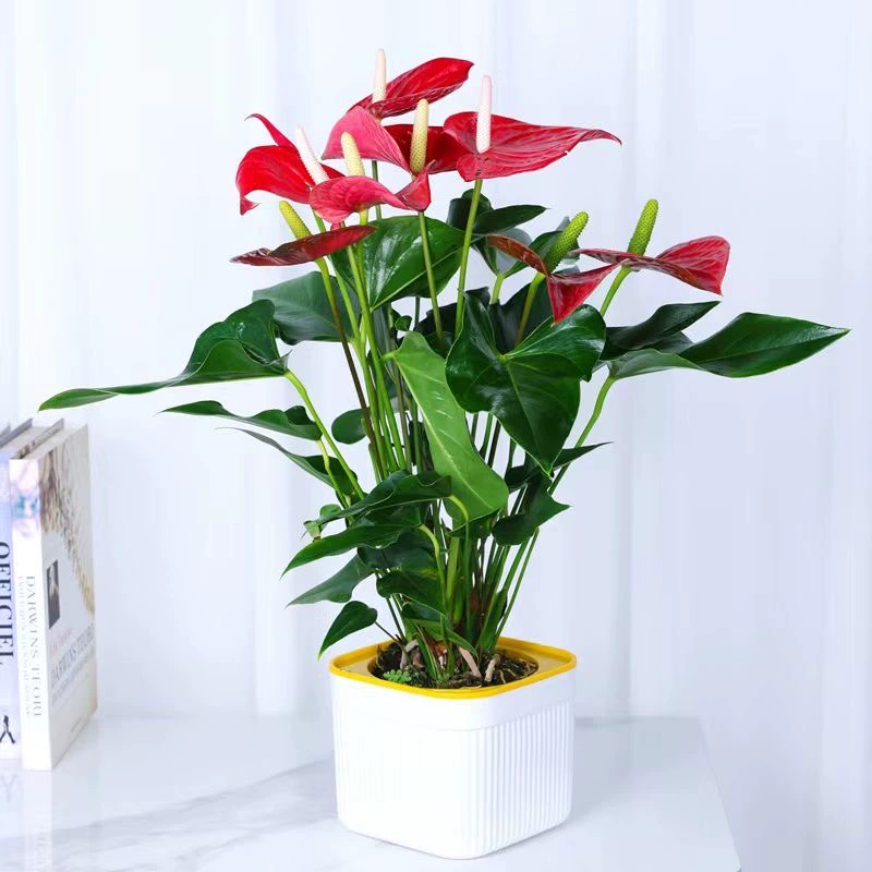 Гидропонные красные и белые антуриумы в горшках, простые в уходе комнатные зеленые растения, благоприятные и цветущие в любое время года, подходят для гостиной.