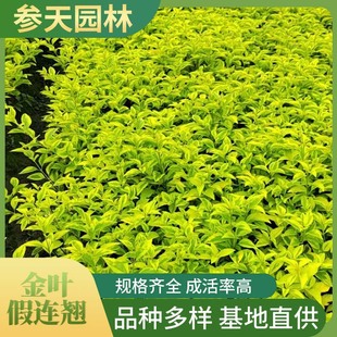 �Ĵ��ؑc�F�ݽ��~���B�N30�߶Ƚ��~���B�N40�߶Ƚ��~���B�N50�߶�