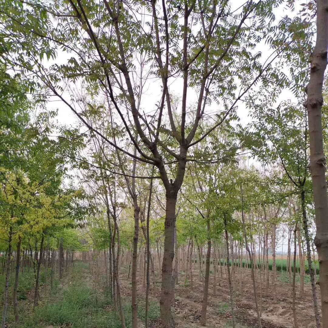 Оптовая продажа дерева нима, горькое дерево нима, 5см, дерево нима 10cm нима 15cm нима 15cm