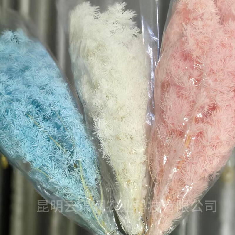 Yunnan Eternal Flower Pine Dried Flower Cedar Preserved Flower Wedding Light Luxury Home Decoration Accessories Manufacturer Wholesale