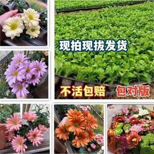 ��Ʒ�л������r�ջ���������޸�ֲ�ﻨ���҃���ͥԺ���Ե����׻�