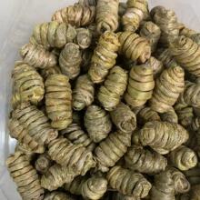 紫皮石斛大颗粒 胶质饱满无渣 新货批发现货枫斗