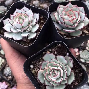 Jiansinova Succulent Plant Potted Florals Green Plant Succulent Desk Balcony Capacity