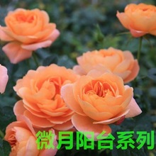 һ�����l΢���̨ϵ���¼�С���ͺ�С�¼��ļ��_��ͥԺõ�����Ի�