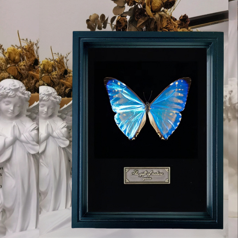 Butterfly Specimen Frame Hollow Three-Dimensional Display Frame Wooden High-Transparency Glass Black Insect Specimen Frame Self-Assembled Display Stand