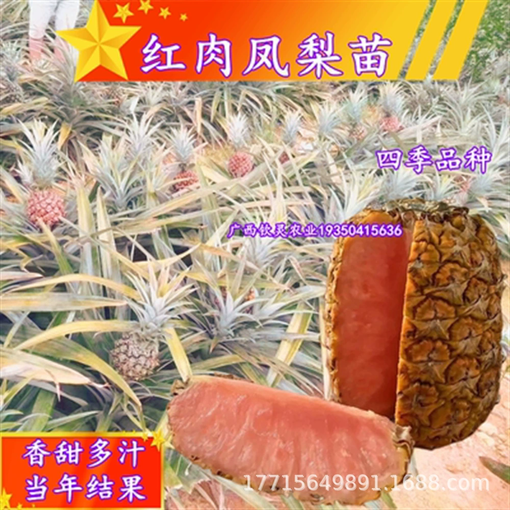 Красное мясо Ананас Рассада Сладкий мед Ананас Рассада Фрукты Сладкие и сочные в году