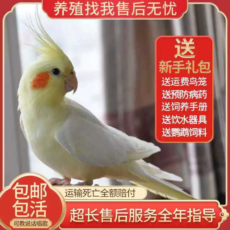 Попугай Xuanfeng для содержания и тренировок, обучение речи, домашний питомец, пара птиц может содержаться вместе