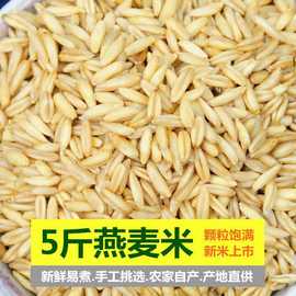 新货燕麦米5斤 农家自种燕麦仁荞麦米全胚芽燕麦五谷杂粮粗粮1斤