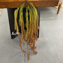 鹿角草空气草壁挂 米子藤爬山虎藤 新莲花假田园墙面装饰常青藤屋