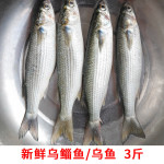 十里馋福建海捕乌鲻鱼海鲜梭子鱼新鲜活支鱼鲻鱼鲜活海捕水产鱼乌