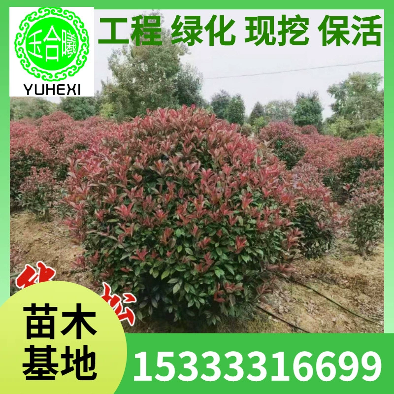 Прямые поставки с места происхождения, инженерные саженцы для зеленения, красный листовой рододендрон, посадка рододендроновых шаров во дворе, полные характеристики и отличные цены.