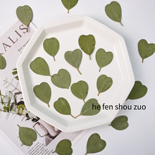爱心形尤加利叶树叶标本真花压花手工diy幼儿园制作材料沙龙团建