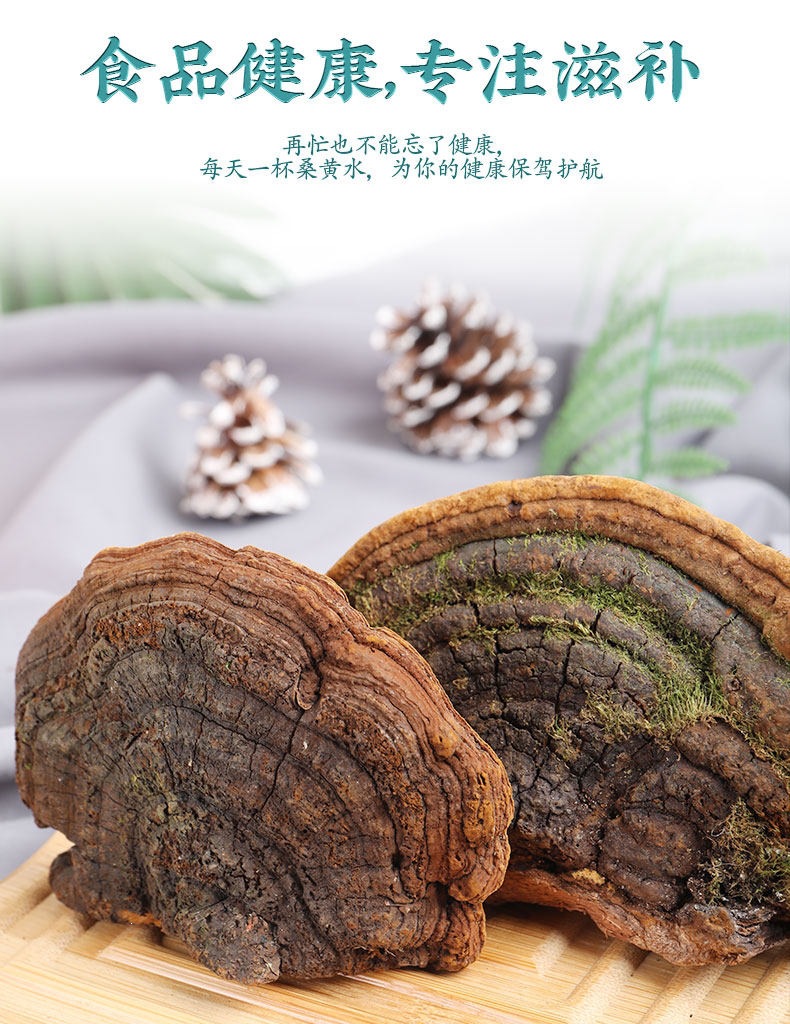 Sang Huang Mulberry Yellow Phellinus Mushroom with Ling Zhi Slices Herbal Tea Set 125g Plus 40g Jars key features