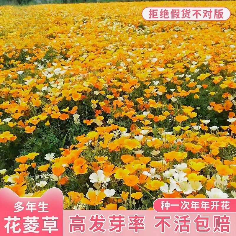 Семена лиатриса для ландшафтного озеленения, морозостойкие многолетние цветочные семена для цветочных полей во дворе, защиты склонов и семена многолетних цветов.