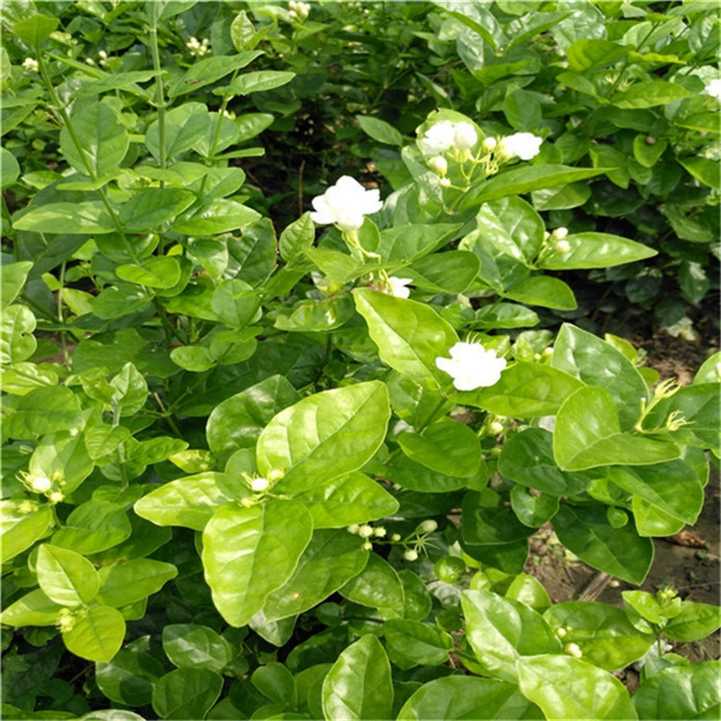 База оптом Жасмин Горшечное растение комнатное выращивание белый жасмин Four Seasons вечнозеленое цветущее ароматное зеленое растение
