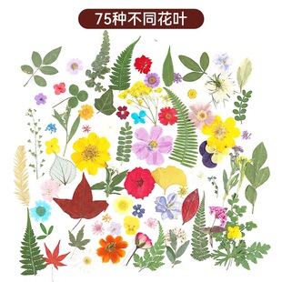 ����~ճ�N��ֲ��˱��G�~���bdiy���ϰ��~�Ӊ����ֹ������ɻ�