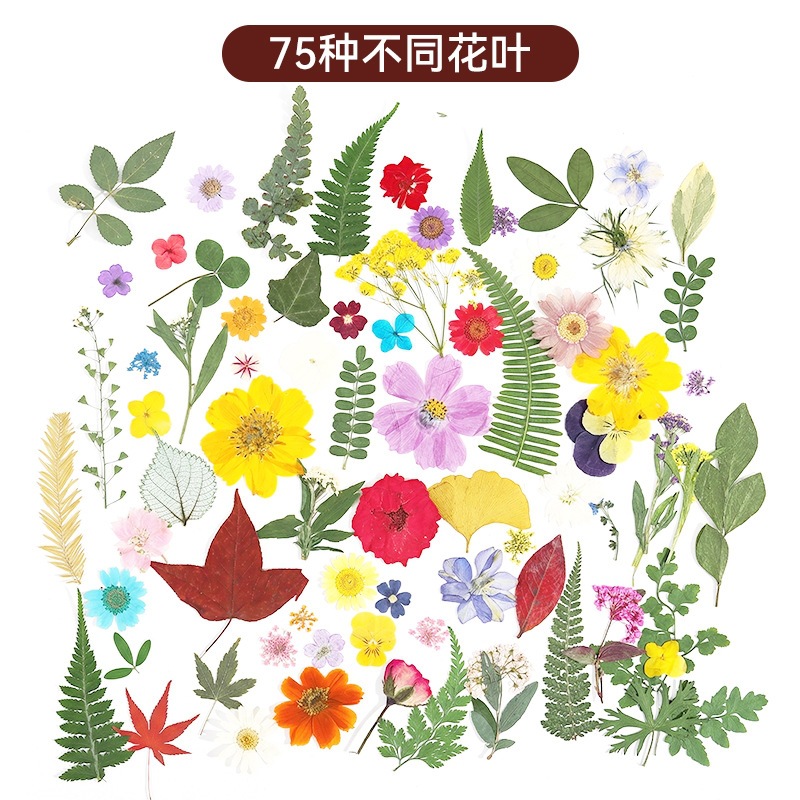 真树叶粘贴画植物标本绿叶套装diy材料包叶子压花手工书签干花