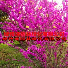基地出售多杆丛生紫荆 满条红 巴干红 观花 花卉植物