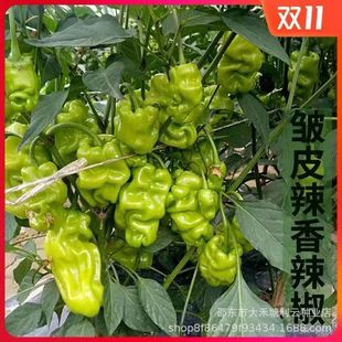 ��Ƥ���J�������N����ϰ�Ƥ�����ݽ��������ļ��̨�����߲˷N��