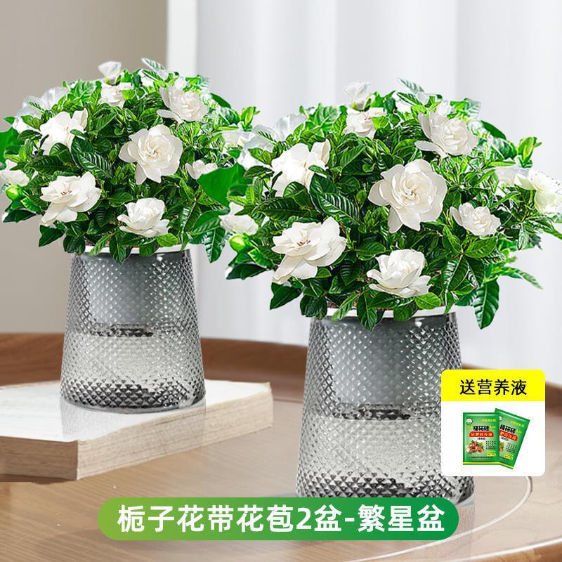 [두 화분 특가] 부티크 90#싹이 있는 치자나무(별화분) + 영양액