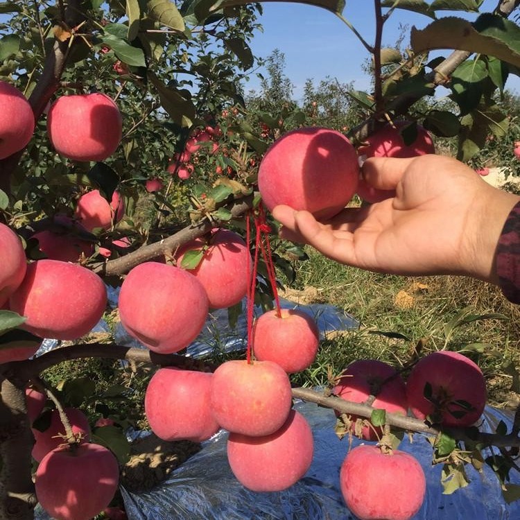 基地批发苹果树苗红露蛇果苹果苗适合南方种植新品种果树苗