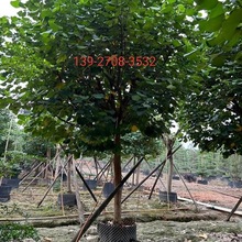 �S�Ș��ֵ�������G����ľ�е��䳣�G��ľ���ԬF������