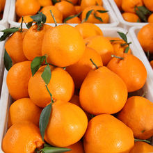 四川春见耙耙杷杷粑粑柑新鲜丑橘子桔子当季应季新鲜甜水果可手剥