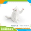 Британская короткошерстная (PL127-3155, 104 г)