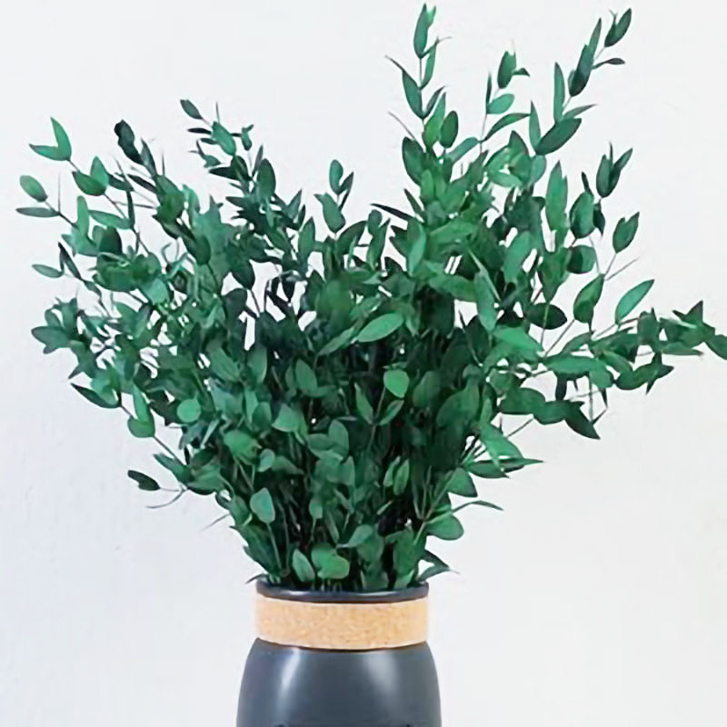 녹색 얇은 잎 유칼립투스 잎 120g