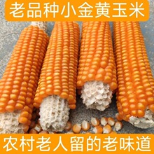 老品种黄玉米粒 自留种子 传统非转基因农家笨玉米种子可自留种