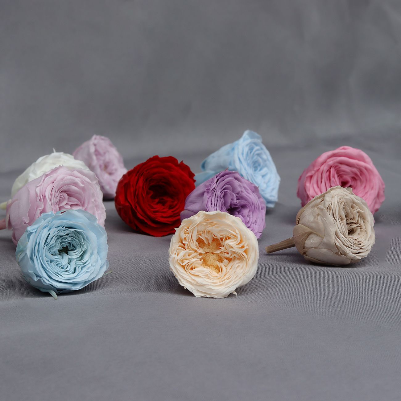 Grade A Valentine's Day Rose/Austin/Eternal Flower/2-3CM Rose cabeza/fábrica al por mayor gran cantidad Congyou