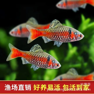 钻石彩虹鲫鱼进口鲤科好养热带鱼原生鱼小型活体鱼群游鱼渔场批发