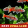 原生活体钻石热带鱼