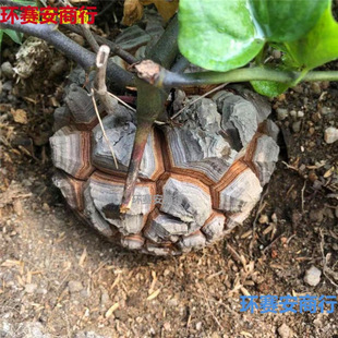 South African Tortoise Shell Dragon Root Succulent Plant Climbing Vine Green Plant Indoor Air Purification Potted Plant Leaf Pruning Delivery