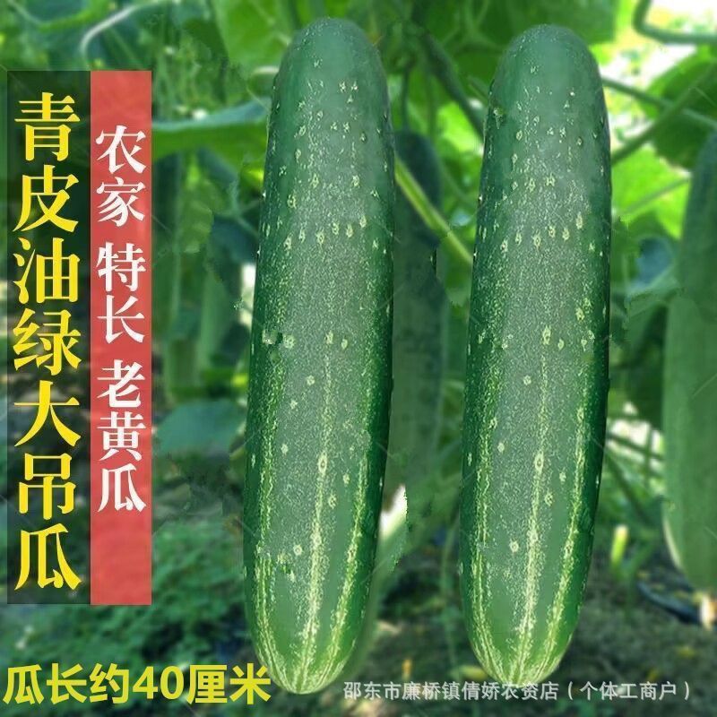 甜脆大吊瓜种子春夏季大青瓜耐热旱黄瓜种籽菜园盆栽四季蔬菜种孑