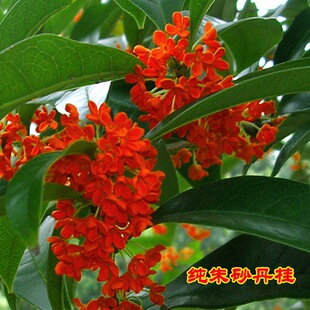 һ�����l�������Ѫ������ɰ����ͥԺ�̨���Ԯ����_������