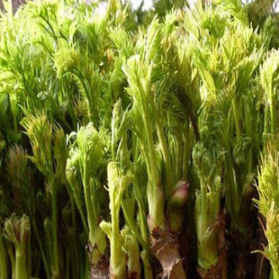 �|��ɽ�^�خa����ѿ�����rɽҰ�˴���ѿ�� ��ɽ �r��Ժ��ֲ����ѿ