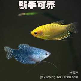 曼龙鱼活体蓝曼龙黄金曼龙淡水鱼好养耐活热带观赏鱼水族渔场批发