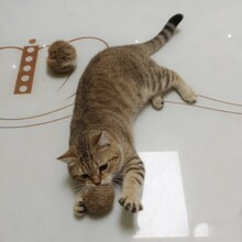 猫咪啃咬玩具兔毛球真兔毛逗猫球互动宠物玩具逗猫棒内置猫薄荷