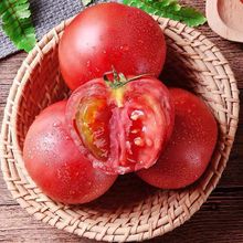 沙囊西红柿陕西普罗旺斯应季新鲜番茄自然熟沙瓤爆汁生吃蔬菜大果