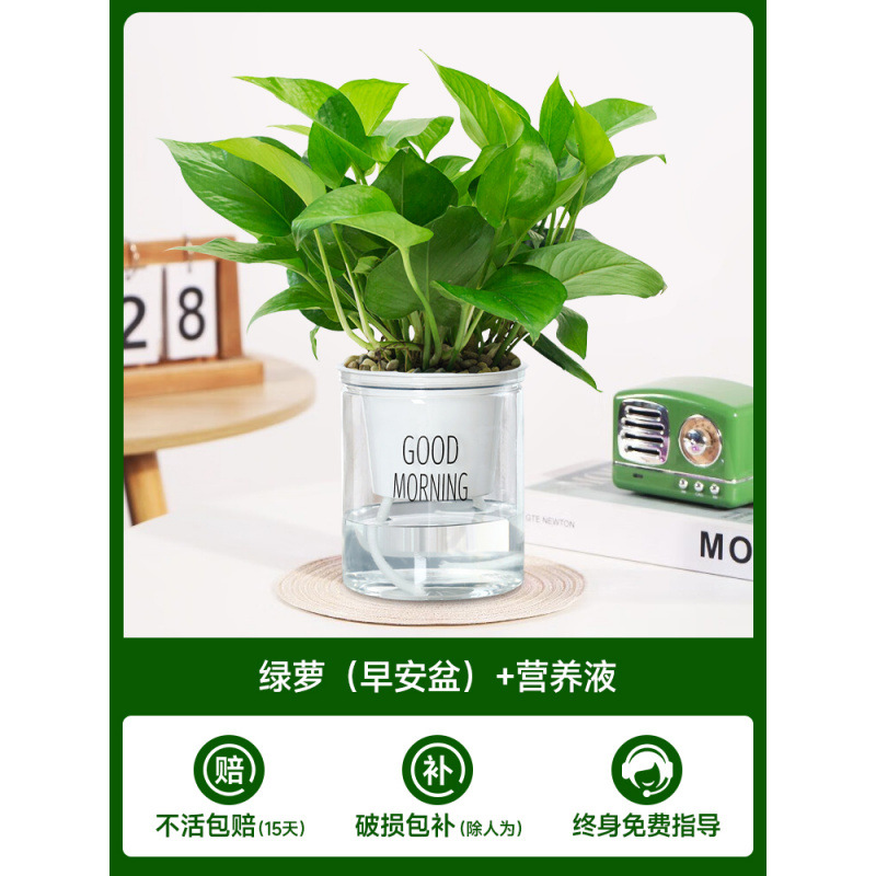 포토스(굿모닝 냄비) + 영양액