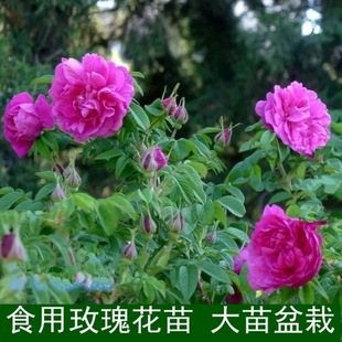 Edible Rose Seedlings Damascus Rose Pingyin Rose Grafted Stump Large Flower Rose Rose Seedlings