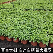 �S�Ҵ��象�����Կ�ʳ����ݾGֲ��ľ���ܺ��B���̨�҃�ֲ������