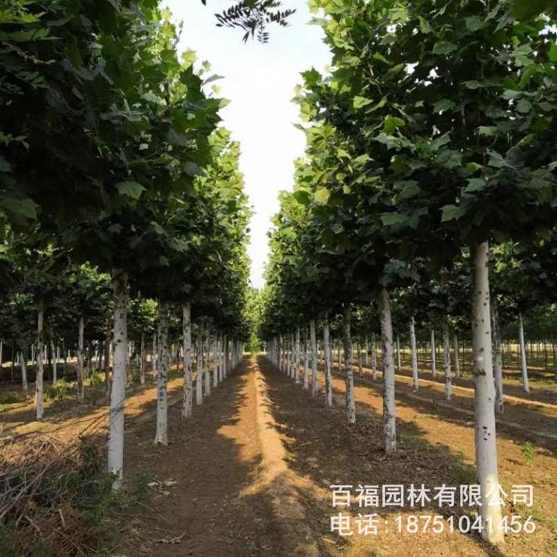 基地批发 法桐 大树 苗圃价格 杆直悬铃木 法国梧桐 行道树-阿里巴巴