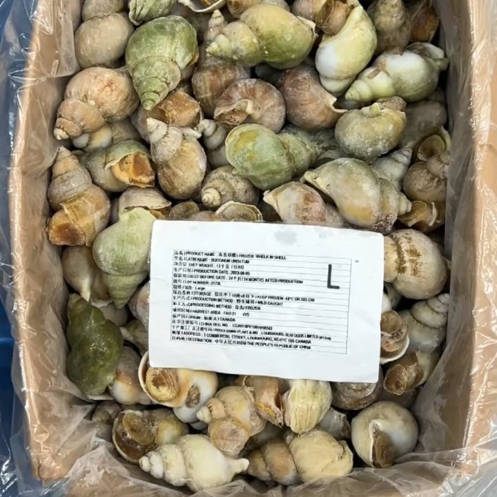 原装进口翡翠螺整箱26斤无冰 顺丰发货刺身料理烧烤冻海螺肉商用