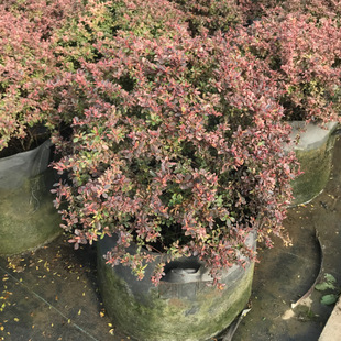 С������Ե��� ��ľͥԺ�̨��ɫ�^�~ֲ�ﻨ�R�쾰�ͺ��͟�