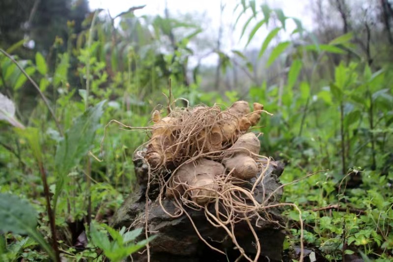 Huang Jing Polygonatum Rhizome Nine Times Steamed and Sun Dried Ready to Eat Slices for Tea and Cooking 500g key features